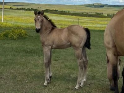 Whiskey Up Ranger JW<BR>AQHA 6494229